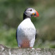 Puffin on a ledge
