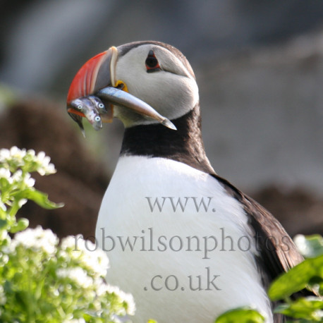 Puffin with sand eels