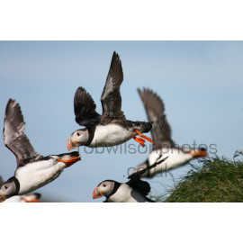Puffins in flight