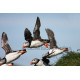 Puffins in flight