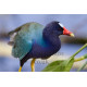 Purple Gallinule