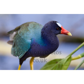 Purple Gallinule