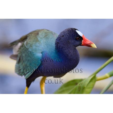 Purple Gallinule