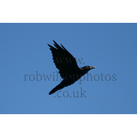 Raven in Flight