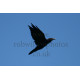 Raven in Flight