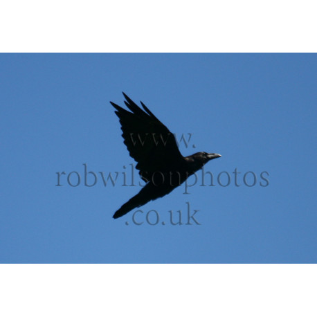 Raven in Flight