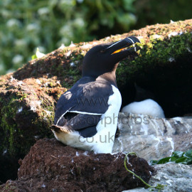 Razorbill Adult
