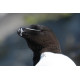 Razorbill Head
