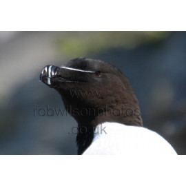 Razorbill Head