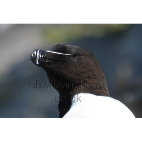 Razorbill Head