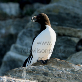 Razorbill on a rock