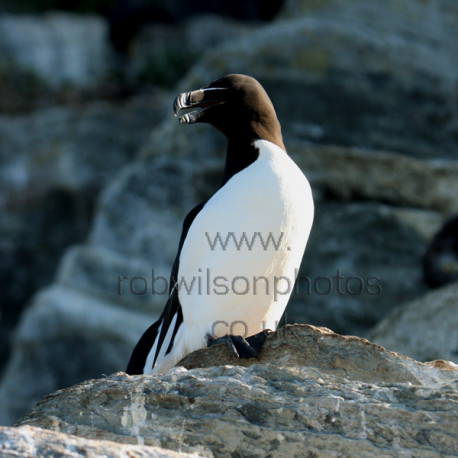 Razorbill on a rock