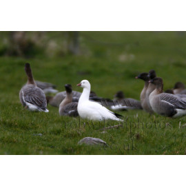 Ross's Goose