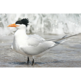 Royal Tern on the beach