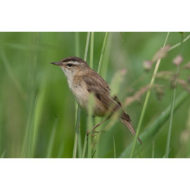 Sedge Warbler Norfolk