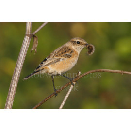 Siberian Stonechat