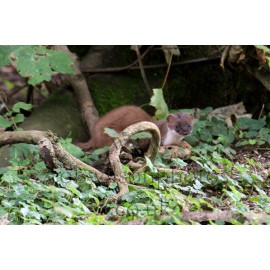 Stoat
