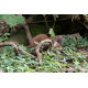 Stoat
