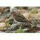 Temmincks Stint Calling