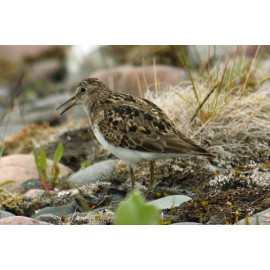 Temmincks Stint Calling