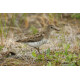 Temmincks Stint Walking