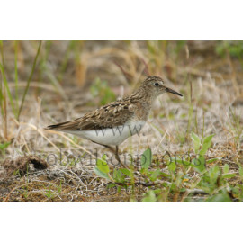 Temmincks Stint Walking