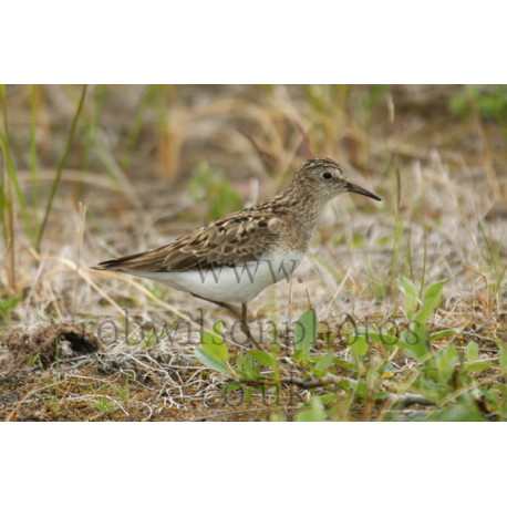 Temmincks Stint Walking