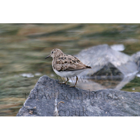 Temmincks Stint on a rock