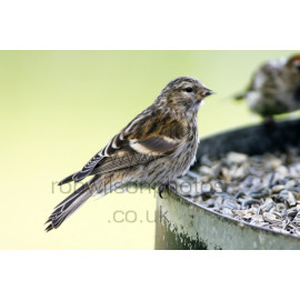 Twite on a feeder