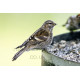 Twite on a feeder