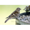 Twite on a feeder
