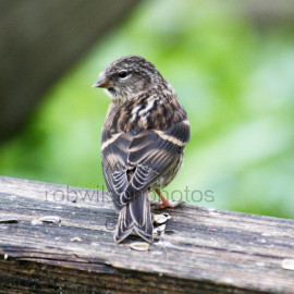 Twite on a fence
