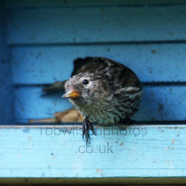 Twite watching