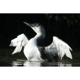 White Billed Diver Flapping