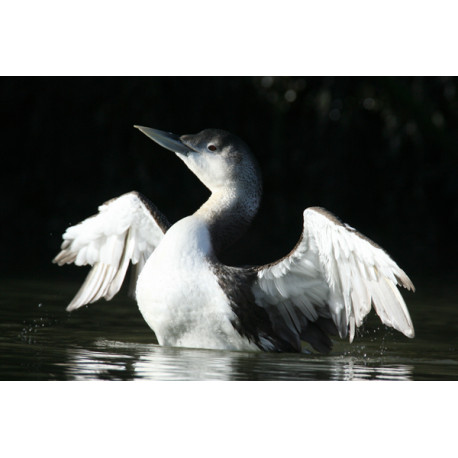 White Billed Diver Flapping