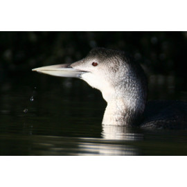 White Billed Diver Head