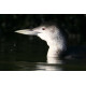 White Billed Diver Head