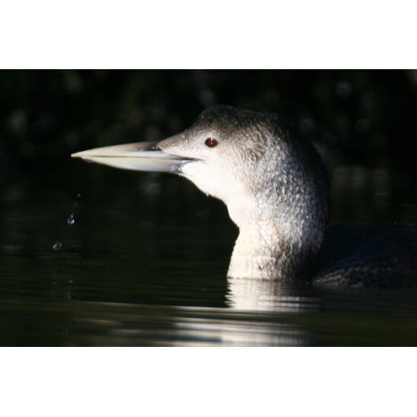 White Billed Diver Head