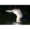 White Billed Diver Head