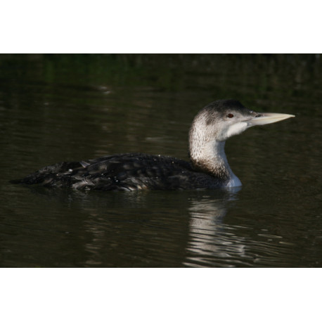White Billed Diver in the sun