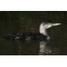 White Billed Diver in the sun