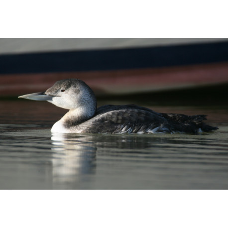 White Billed Diver on the water
