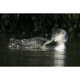 White Billed Diver preening