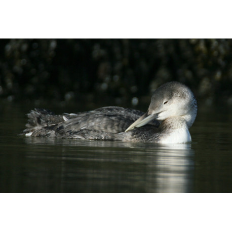 White Billed Diver preening