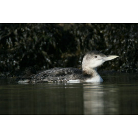White Billed Diver Seaweed