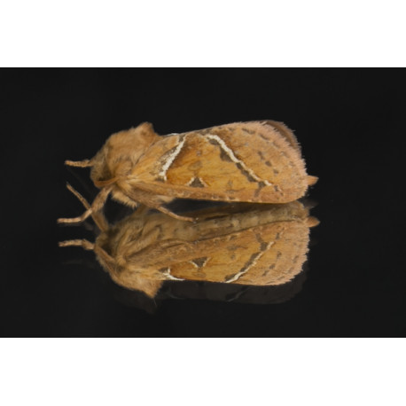 Orange Swift Moth on glass