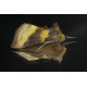 Burnished Brass Moth on glass
