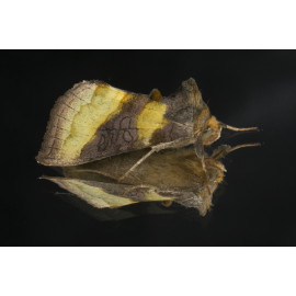 Burnished Brass Moth on glass