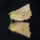 Canary Thorn Moth on glass