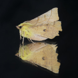 Canary Thorn Moth on glass